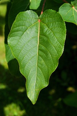 Populus lasiocarpa - topol chlupatý - list léto